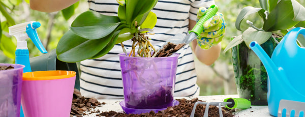 Ako pestovať orchideu: 8 tipov pre začiatočníkov - Gradinamax Ako pestovať orchideu: 8 tipov pre začiatočníkov