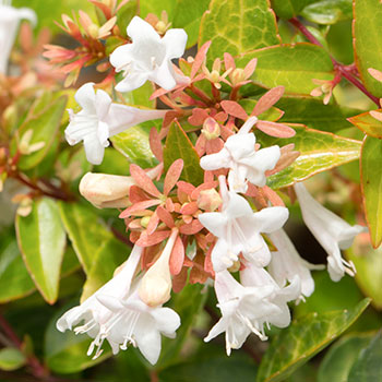 Abelia
