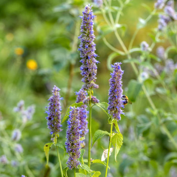 Agastache