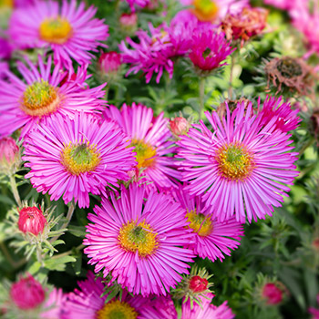 Astra nová belgická