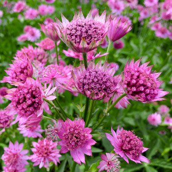 Astrantia