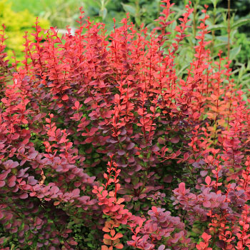 Barberry