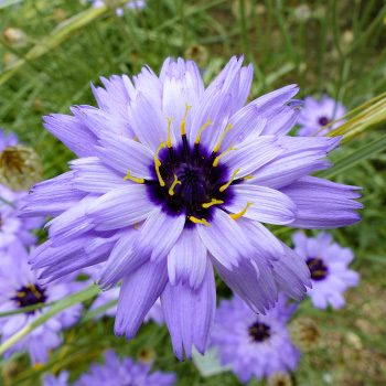 Catananche