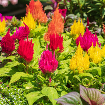 Celosia