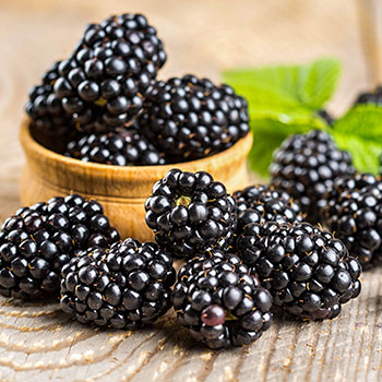 Černica bez tŕňov