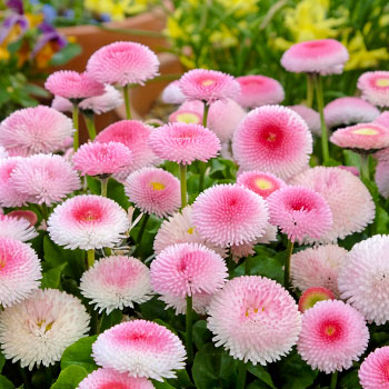 Chryzantéma
