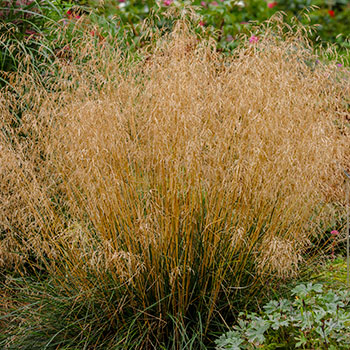 Deschampsia