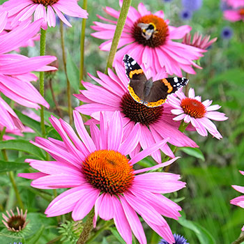 Echinacea