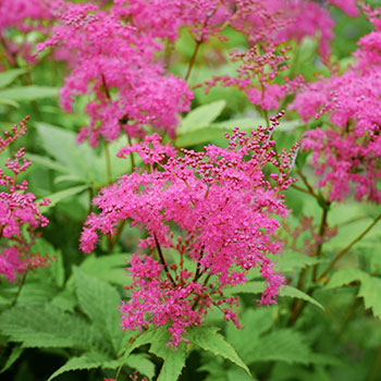Filipendula