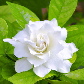 Gardenia