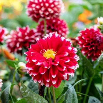 Georgina border