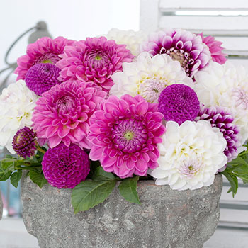 Georgína dekoratívna