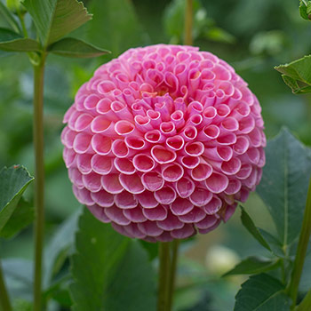 Georgína sférická