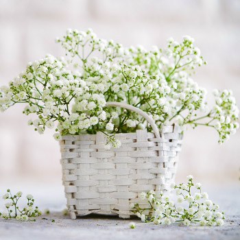 Gypsophila