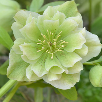 Helleborus