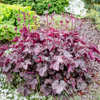 Heuchera