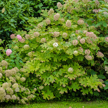Hortenzia dubolistá