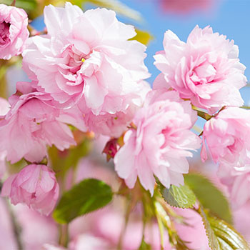 Japonská čerešňa