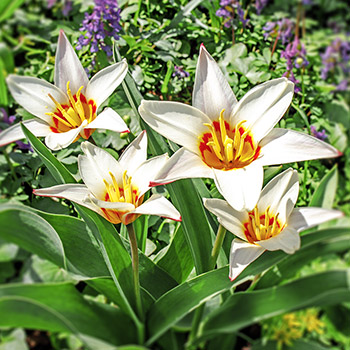 Tulipán Kaufman