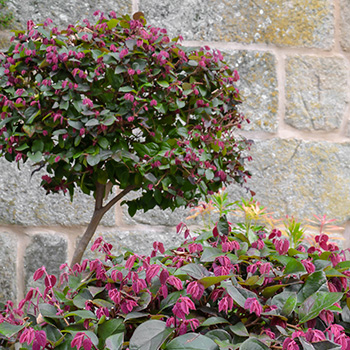 Loropetalum