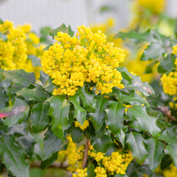 Mahonia