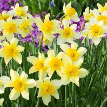 Narcis malý korunovaný