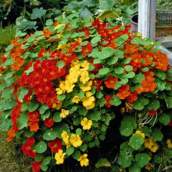 Nasturtium