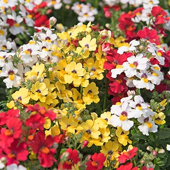 Nemesia
