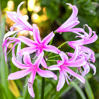 Nerine