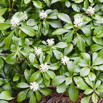 Pachysandra