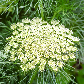 Parasca väčšia