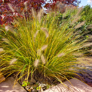 Perovec psárkovitý