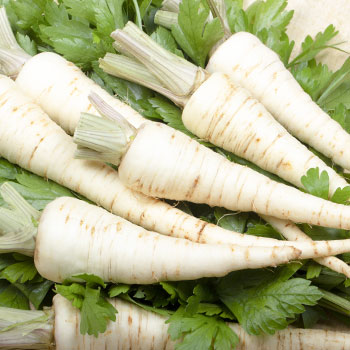 Petržlen koreňový