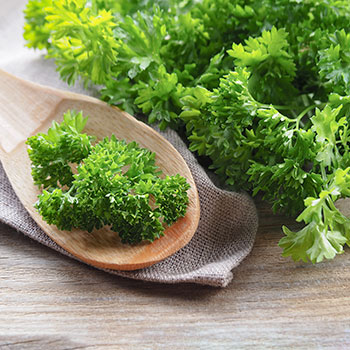 Petržlen kučeravý