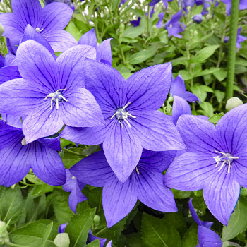 Platycodon