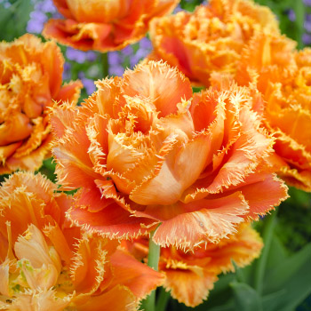 Plnokvetý tulipán