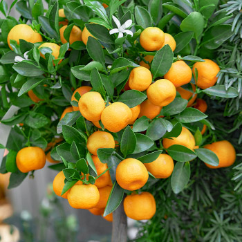 Pomarančovník