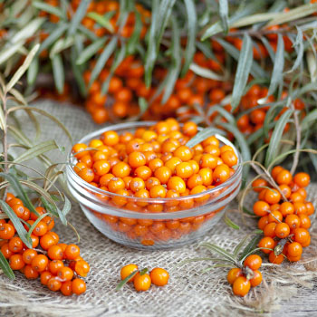 Rakytník rašetliakový