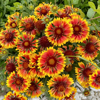 Rudbekia