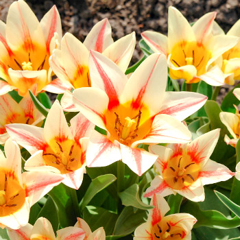 Tulipán Greigov