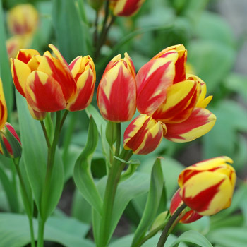 Tulipán viacfarebný