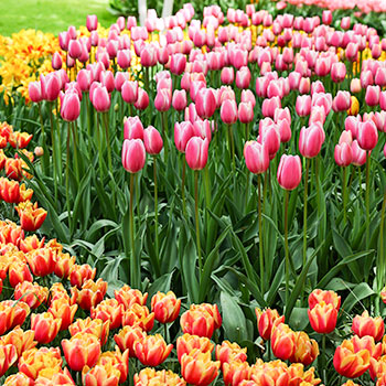 Tulipán