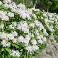 Rododendron Cunningham`s White artikel fotografia 1 Rododendron Cunningham`s White obrázok 1 artikel 9088
