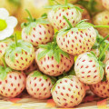 Jahoda Biela Pineberry obrázok 1 artikel 9600