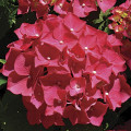 Hortenzia veľkolistá Red Miss Hepburn, P9 obrázok 1 artikel 9032