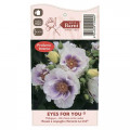 Ruža floribunda Eyes for You®, C5 obrázok 5 artikel 5507