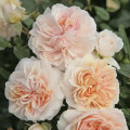 Ruža floribunda Garden of Roses®, C5 artikel fotografia 1 Ruža floribunda Garden of Roses®, C5 obrázok 1 artikel 5822