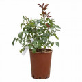 Ruža floribunda Hot Cocoa®, C5 artikel fotografia 4 Ruža floribunda Hot Cocoa®, C5 obrázok 4 artikel 5509