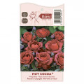 Ruža floribunda Hot Cocoa®, C5 artikel fotografia 5 Ruža floribunda Hot Cocoa®, C5 obrázok 5 artikel 5509