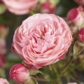Ruža floribunda Pink Meilove ®, С5 obrázok 1 artikel 4554